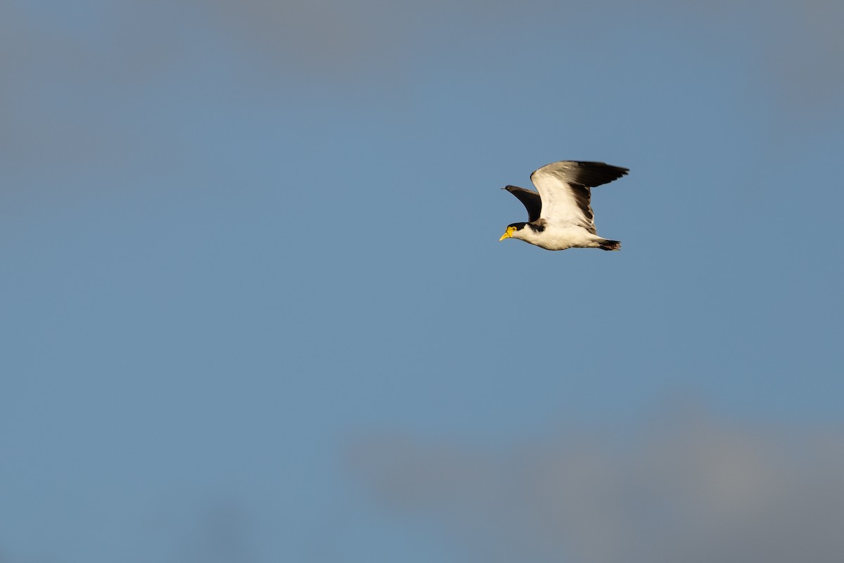 Masked Lapwing - ML633847786