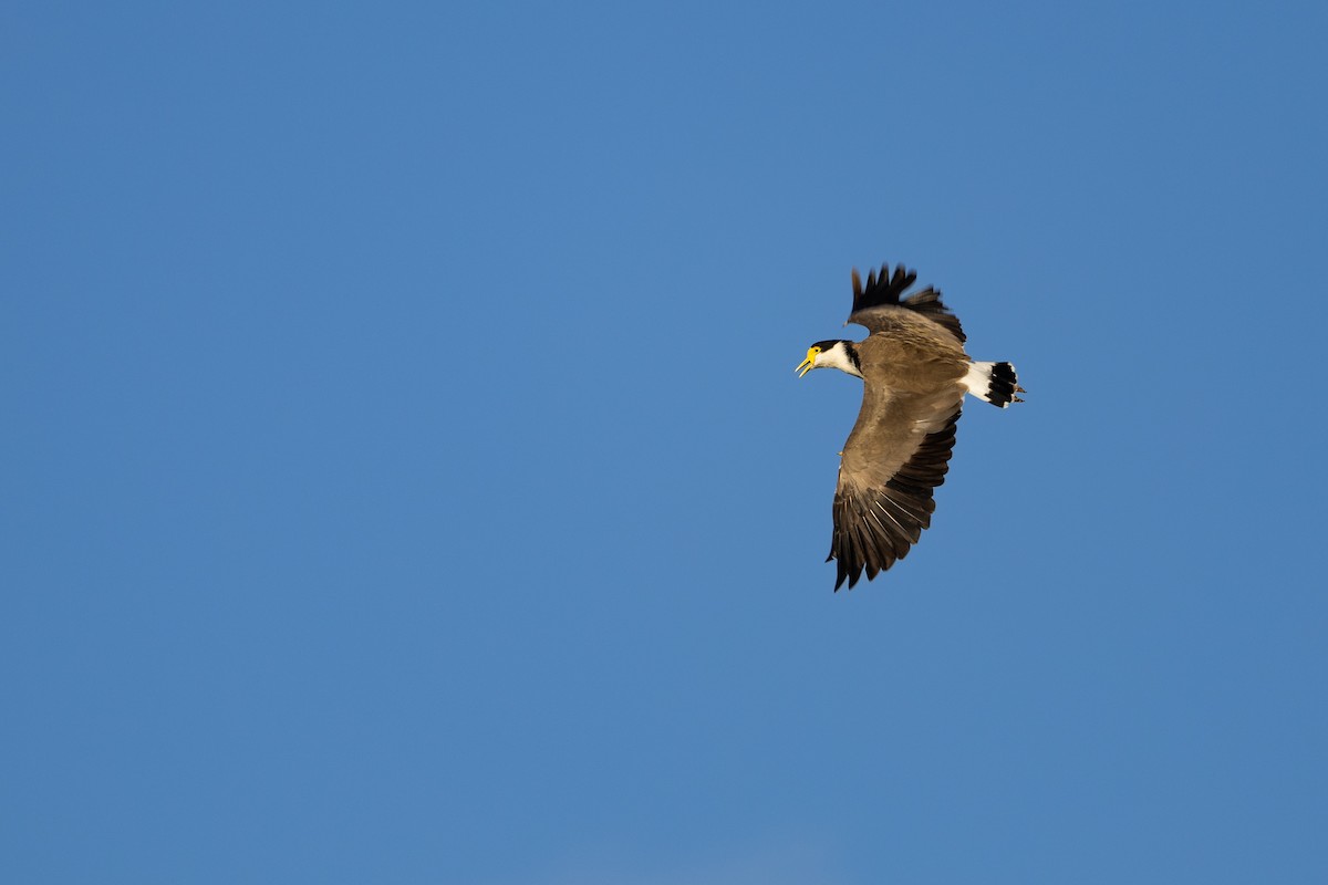Masked Lapwing - ML633847787