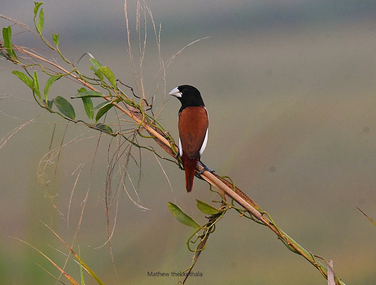 Tricolored Munia - ML633847847