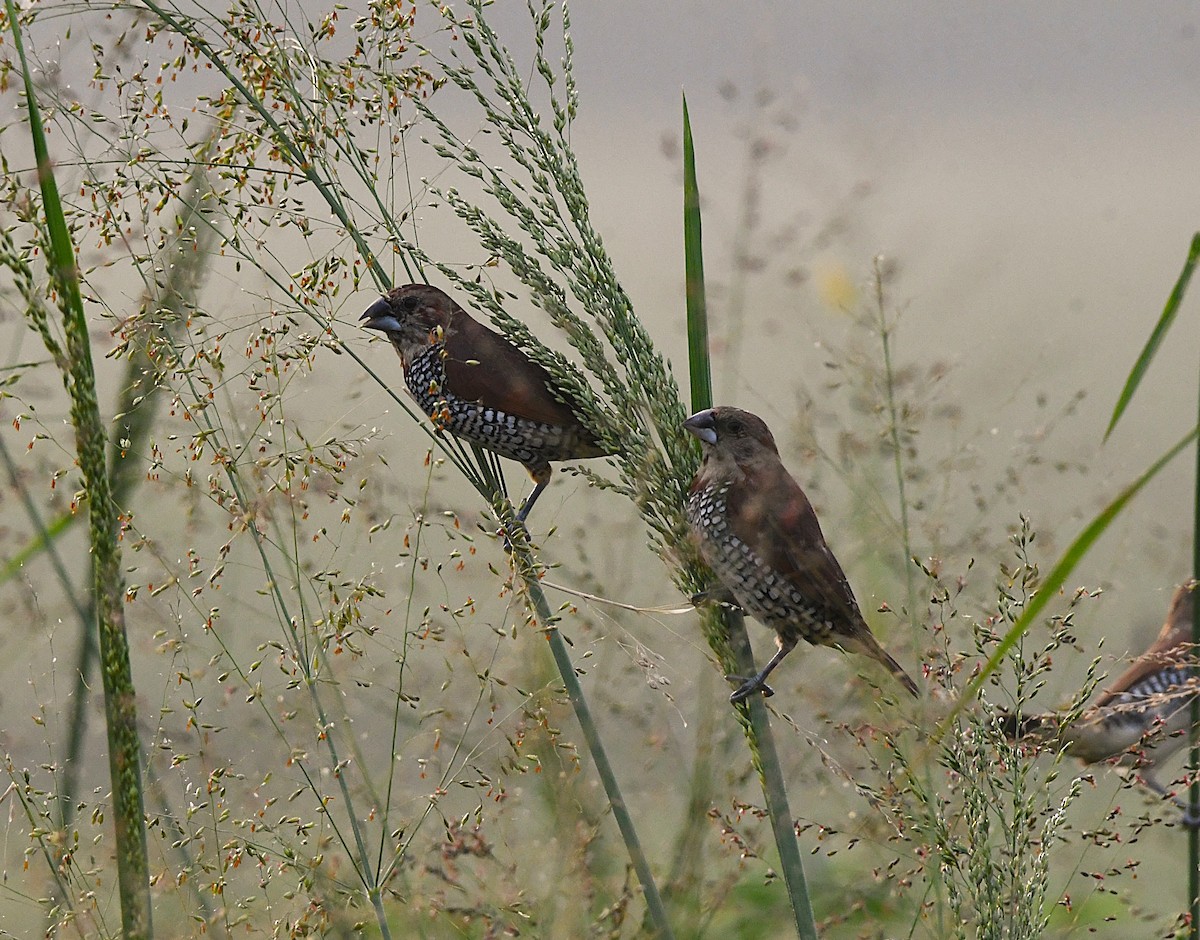 Scaly-breasted Munia - ML633847859