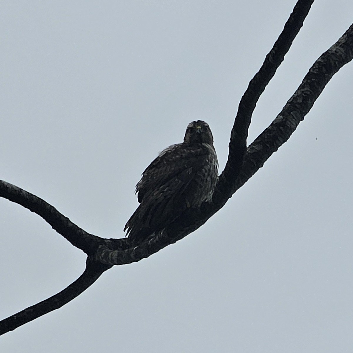 Канюк ширококрилий - ML633847942