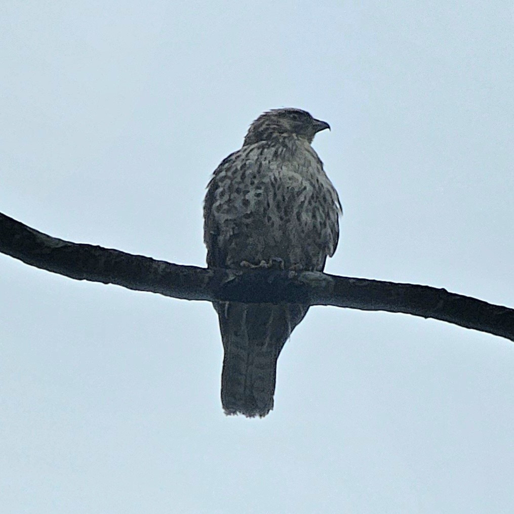 Канюк ширококрилий - ML633847943