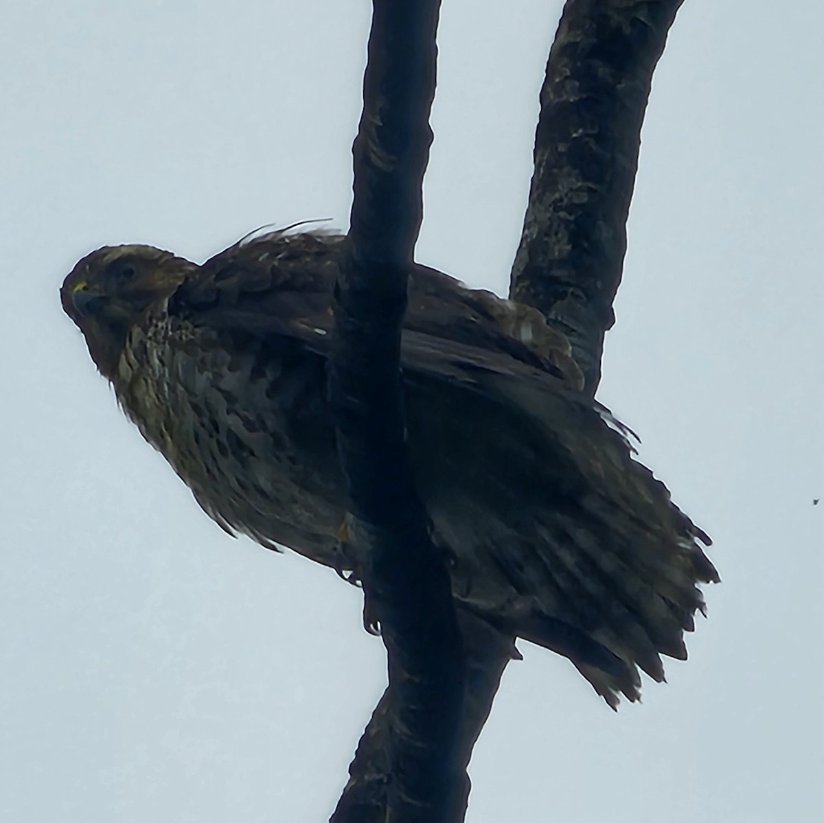 Канюк ширококрилий - ML633847944