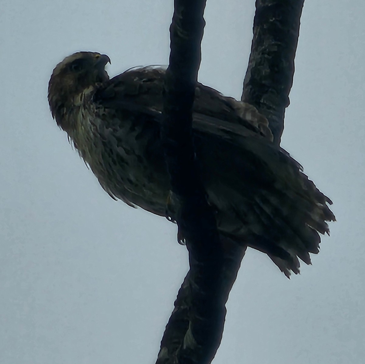 Канюк ширококрилий - ML633847945