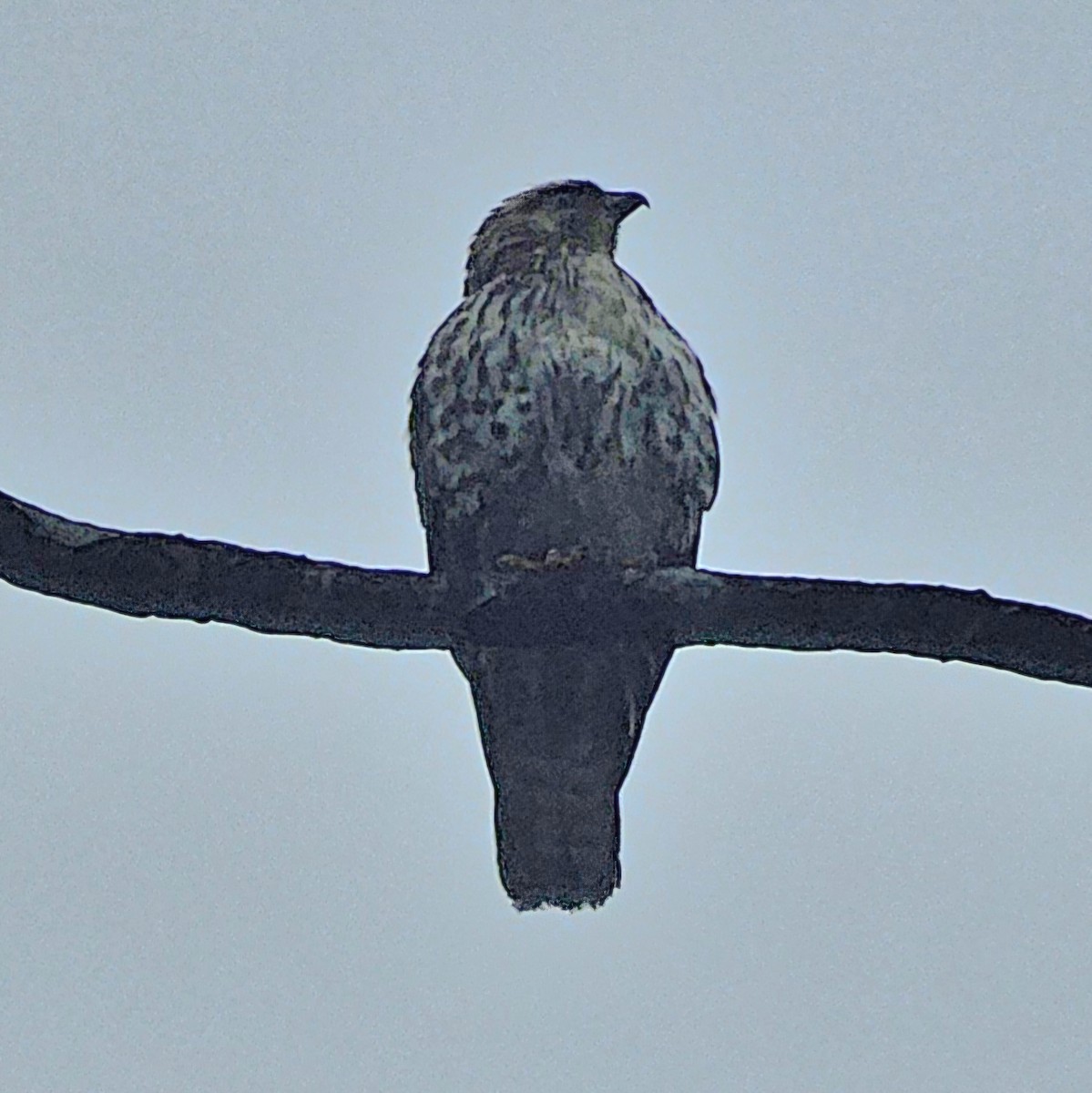 Канюк ширококрилий - ML633847946