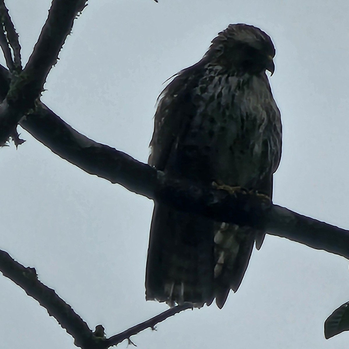 Канюк ширококрилий - ML633847947