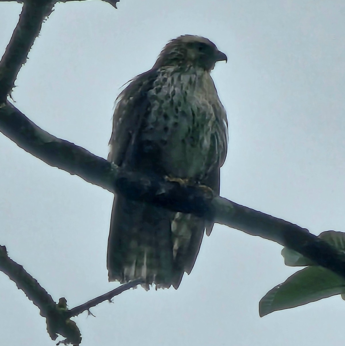 Канюк ширококрилий - ML633847948