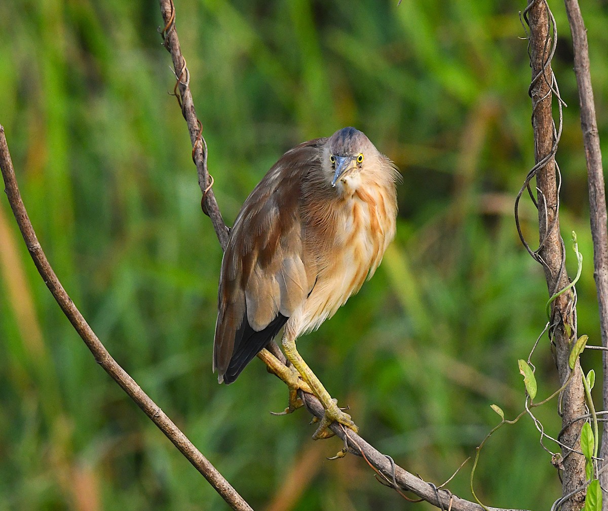 Yellow Bittern - ML633847963