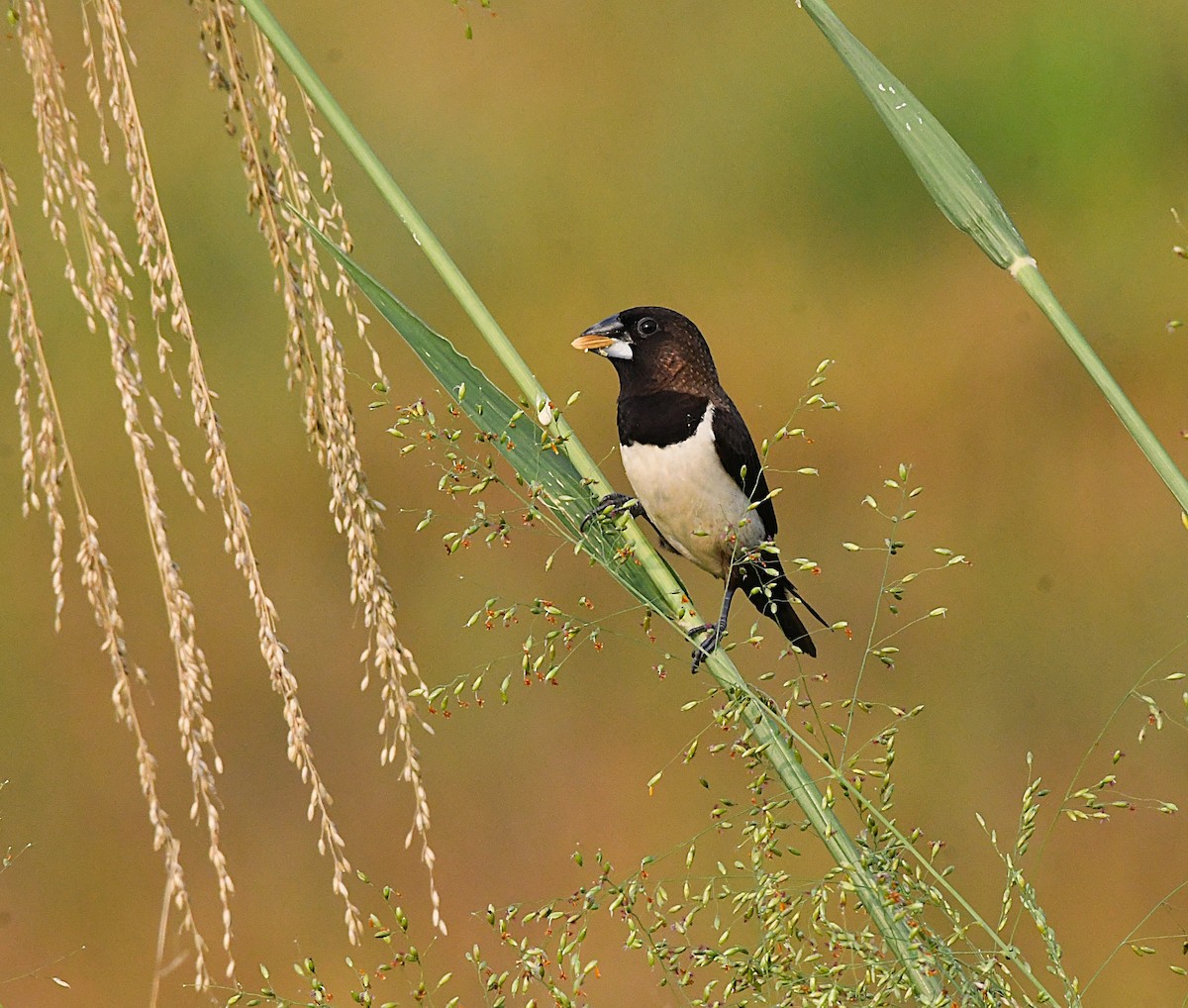 White-rumped Munia - ML633847981