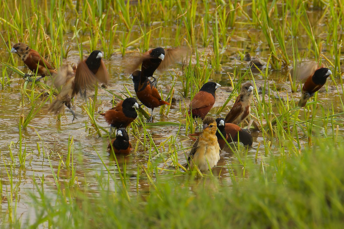 Chestnut Munia - ML633848009