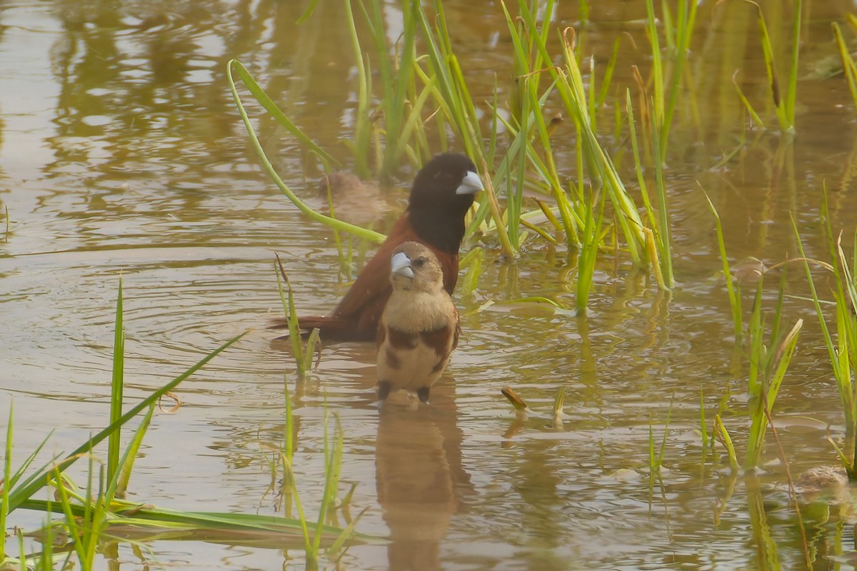 Chestnut Munia - ML633848016