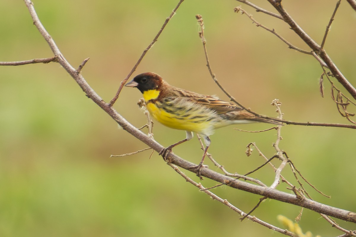 Yellow-breasted Bunting - ML633848020