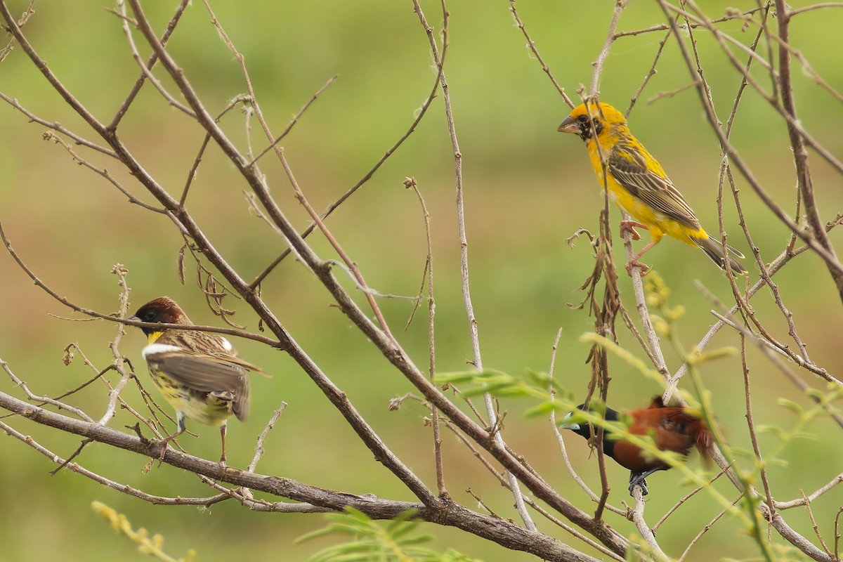 Yellow-breasted Bunting - ML633848028