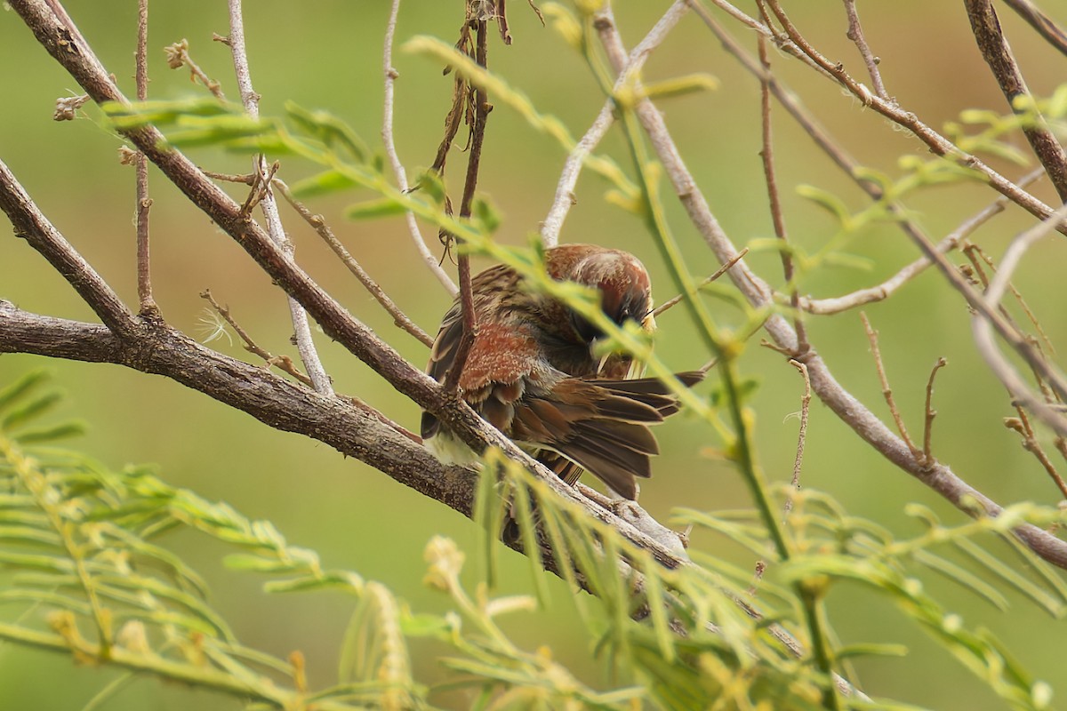 Yellow-breasted Bunting - ML633848031