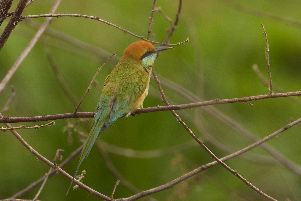 Asian Green Bee-eater - ML633848049