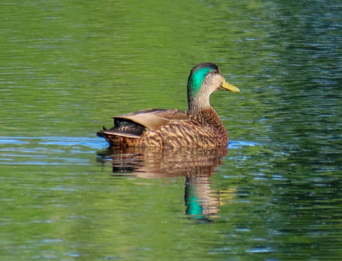 雑種 マガモ ｘ アメリカガモ - ML633848058