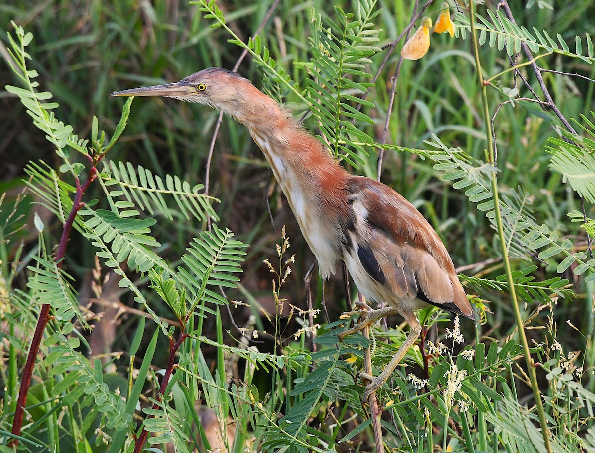 Yellow Bittern - ML633848143