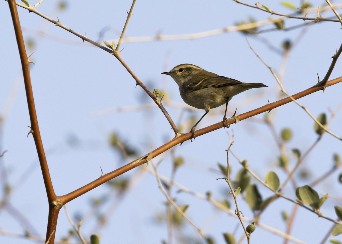 Hume's Warbler - ML633848308