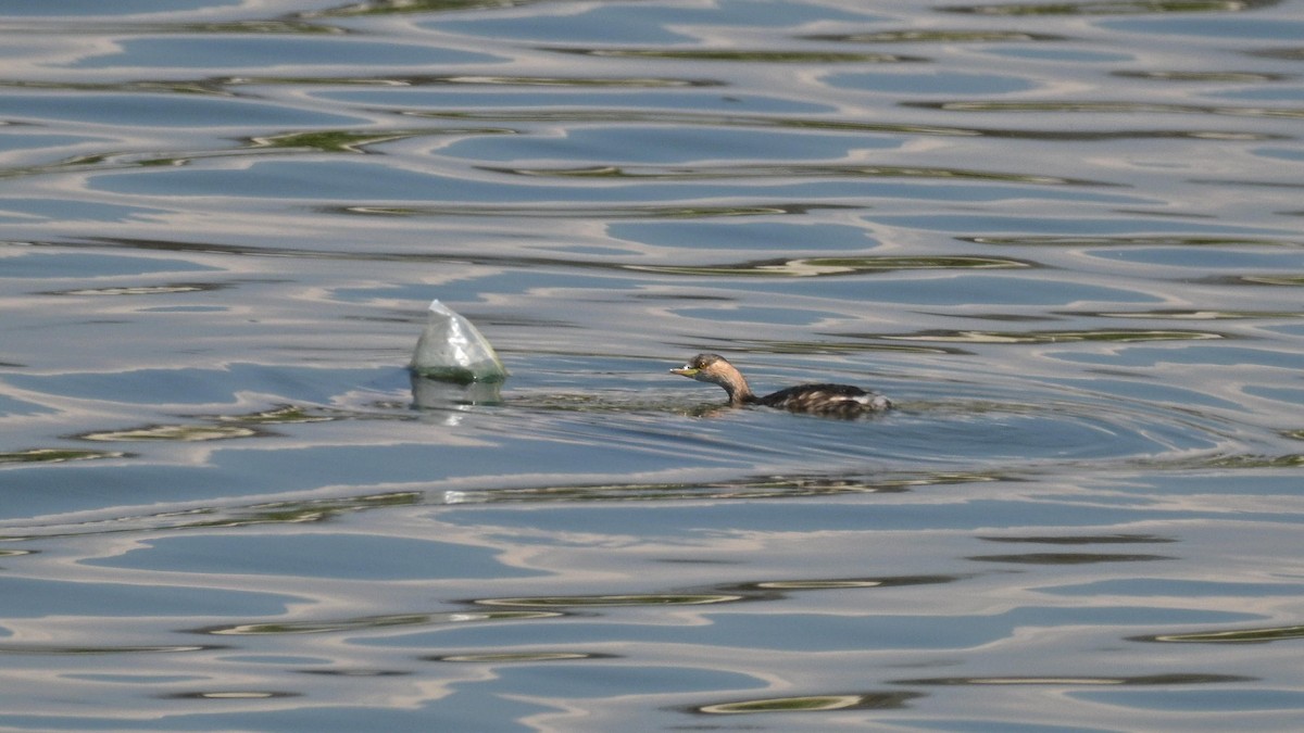 Little Grebe - ML633848328