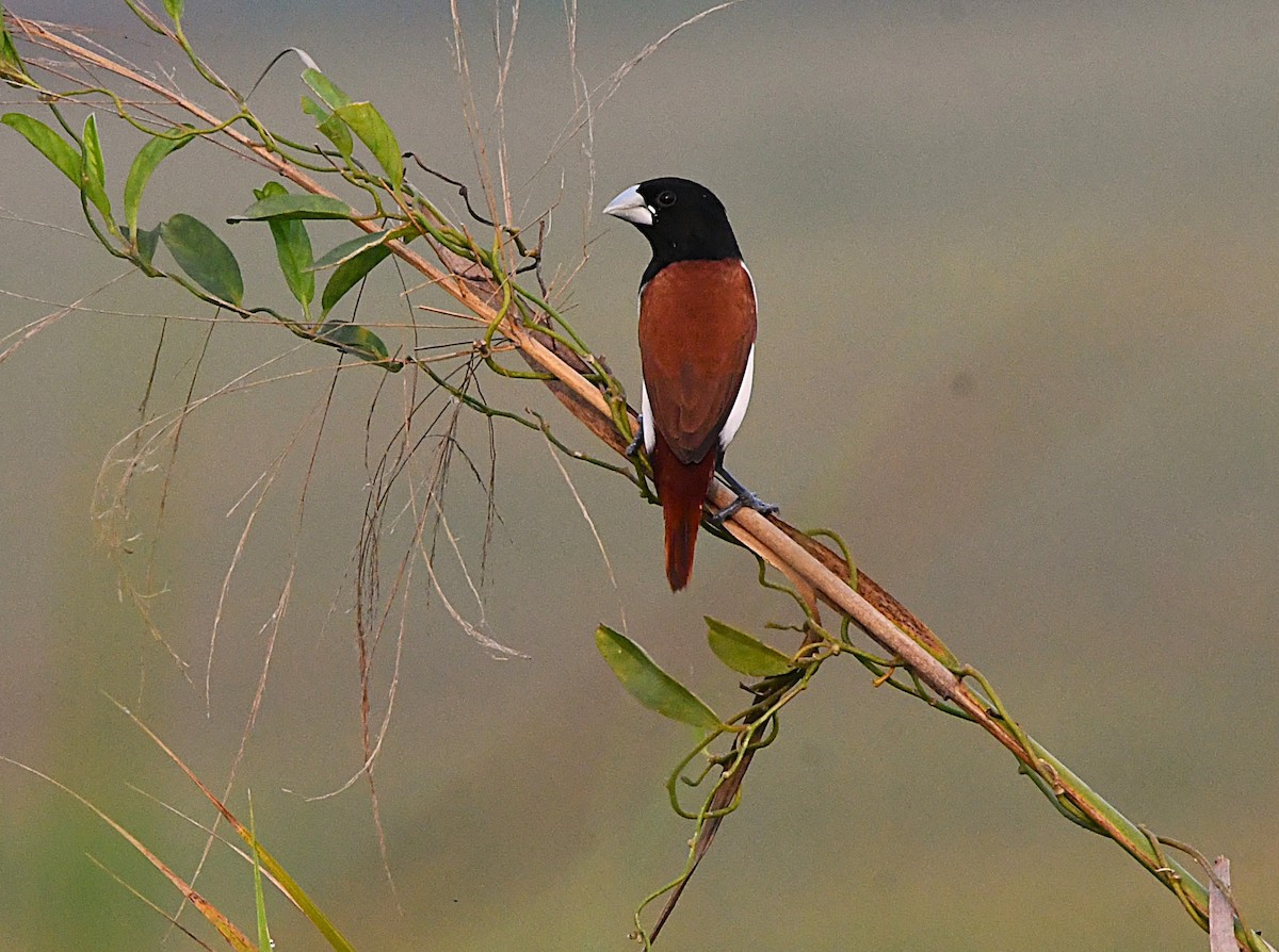 Tricolored Munia - ML633848371