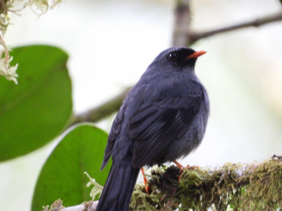 Black-faced Solitaire - ML633848539