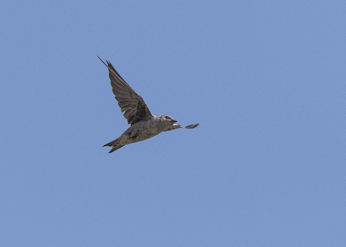 Peruvian Martin - ML633848561