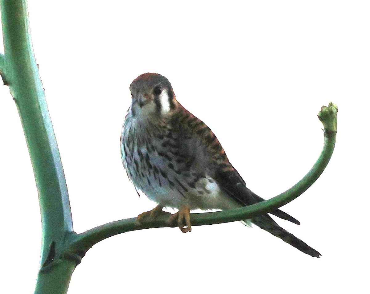 American Kestrel (Eastern Caribbean) - ML633848592