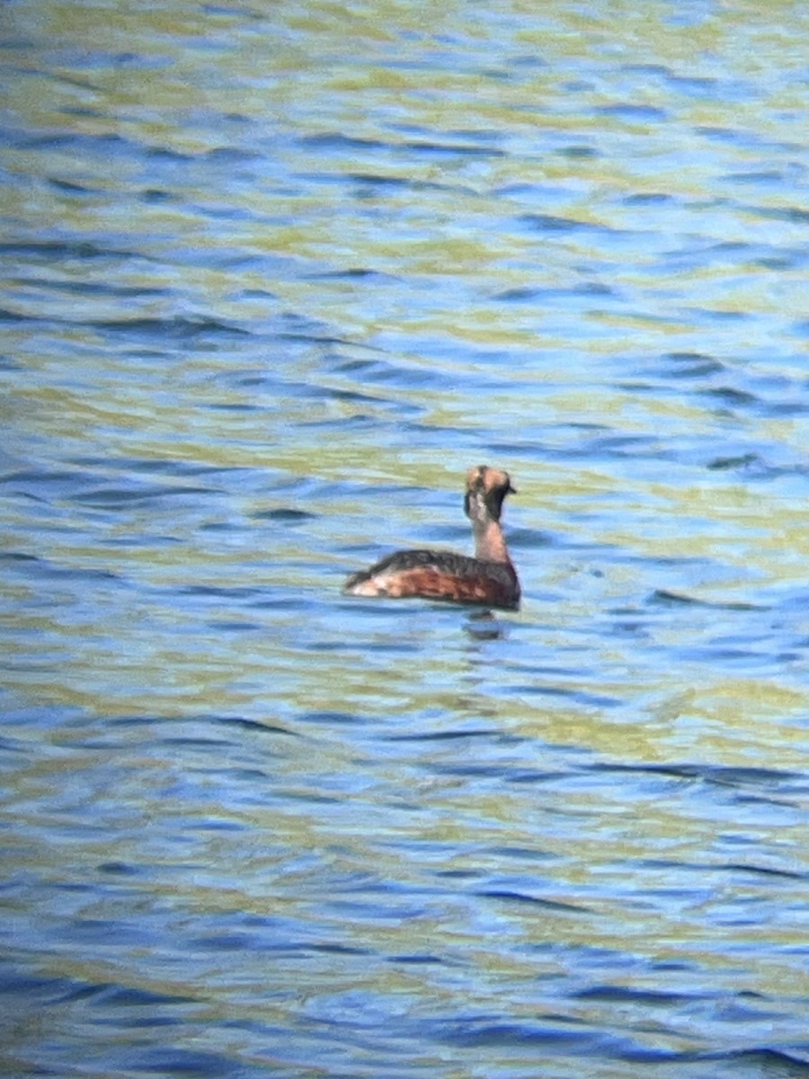 Horned Grebe - ML633848639
