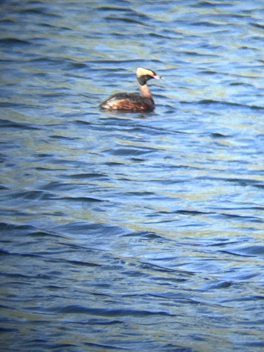 Horned Grebe - ML633848640