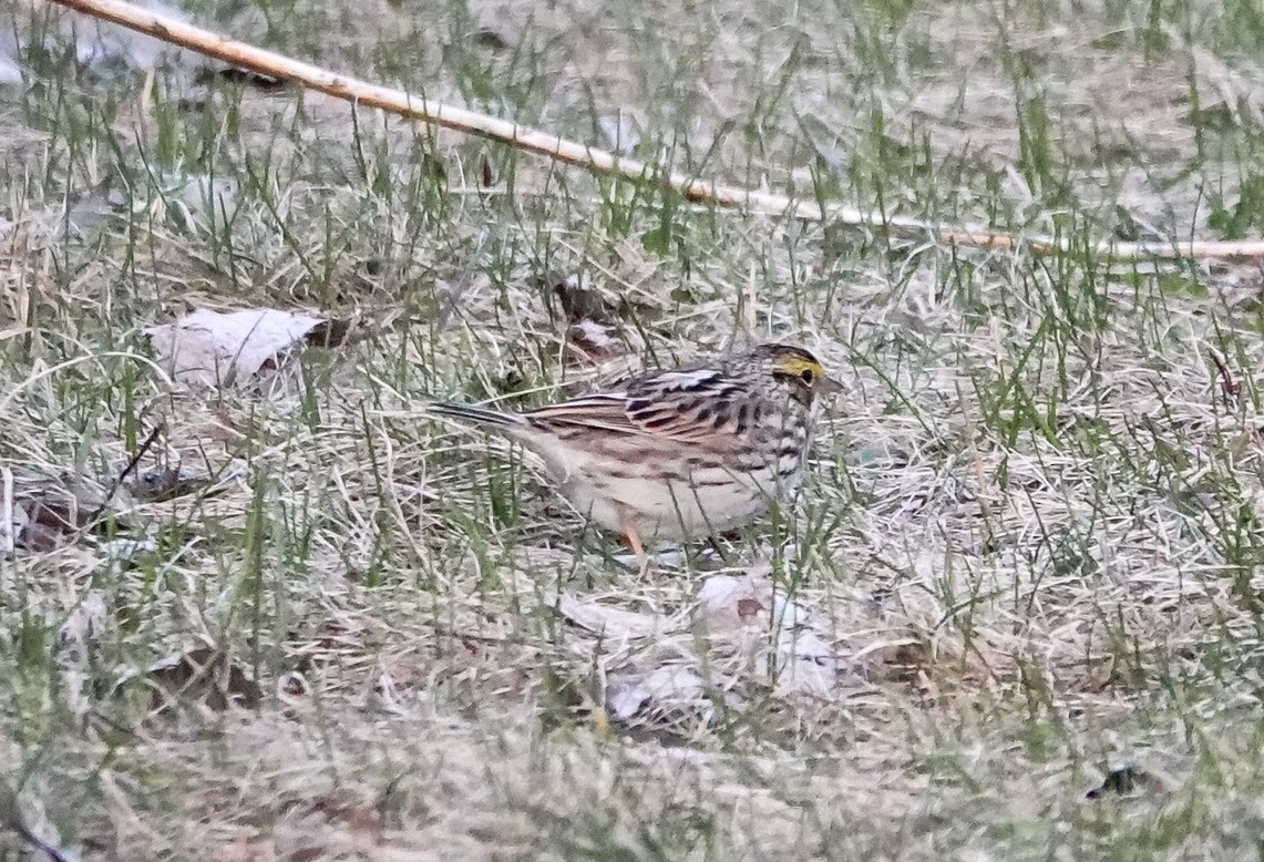 Savannah Sparrow - ML633848731