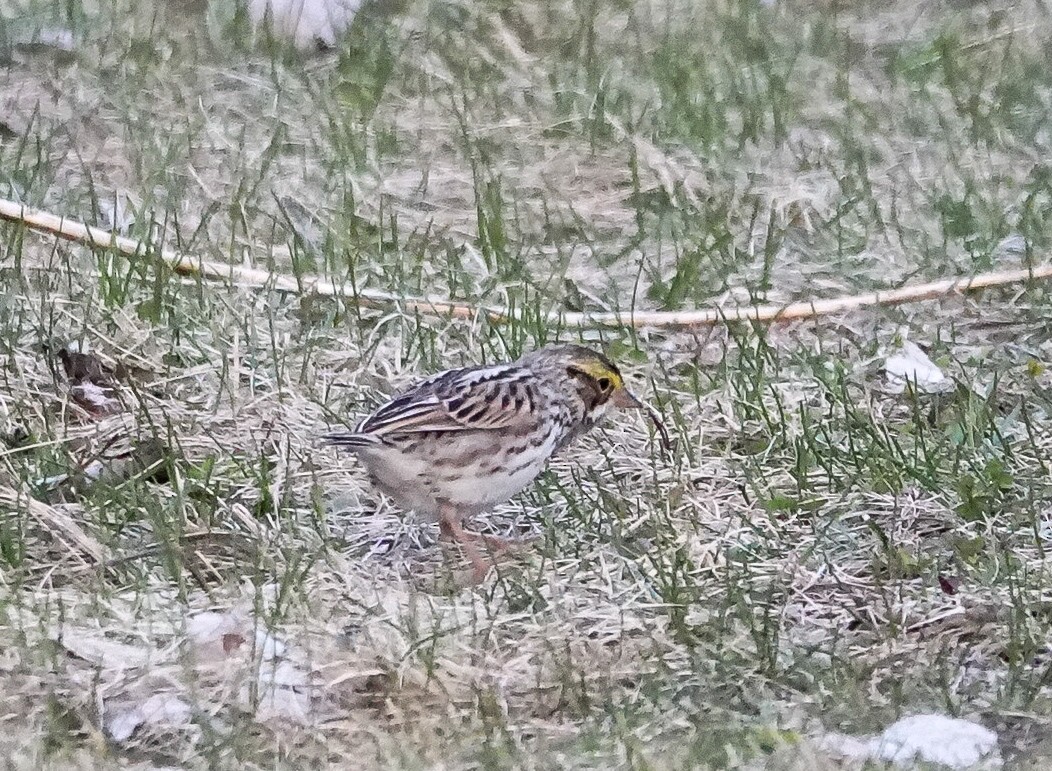 Savannah Sparrow - ML633848732
