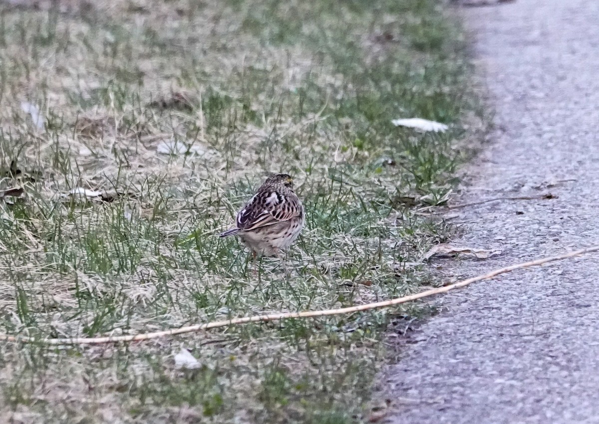 Savannah Sparrow - ML633848733