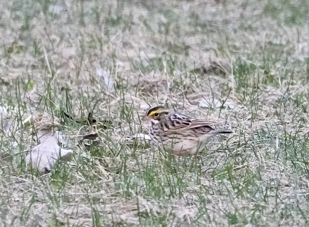 Savannah Sparrow - ML633848734