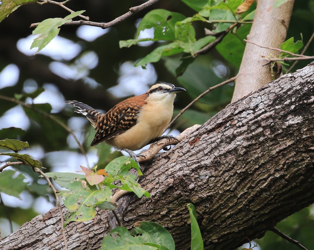 Rufous-backed Wren - ML633848754