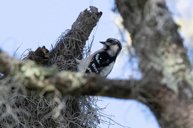 Downy Woodpecker - ML633848837