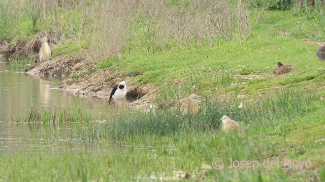 Squacco Heron - ML633848940