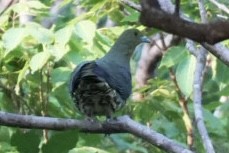 Whistling Green-Pigeon (Ryukyu) - ML633848941