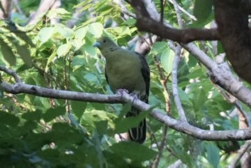 Whistling Green-Pigeon (Ryukyu) - ML633848942