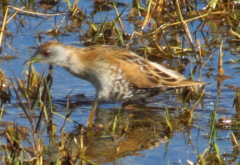 Baillon's Crake - ML633849002