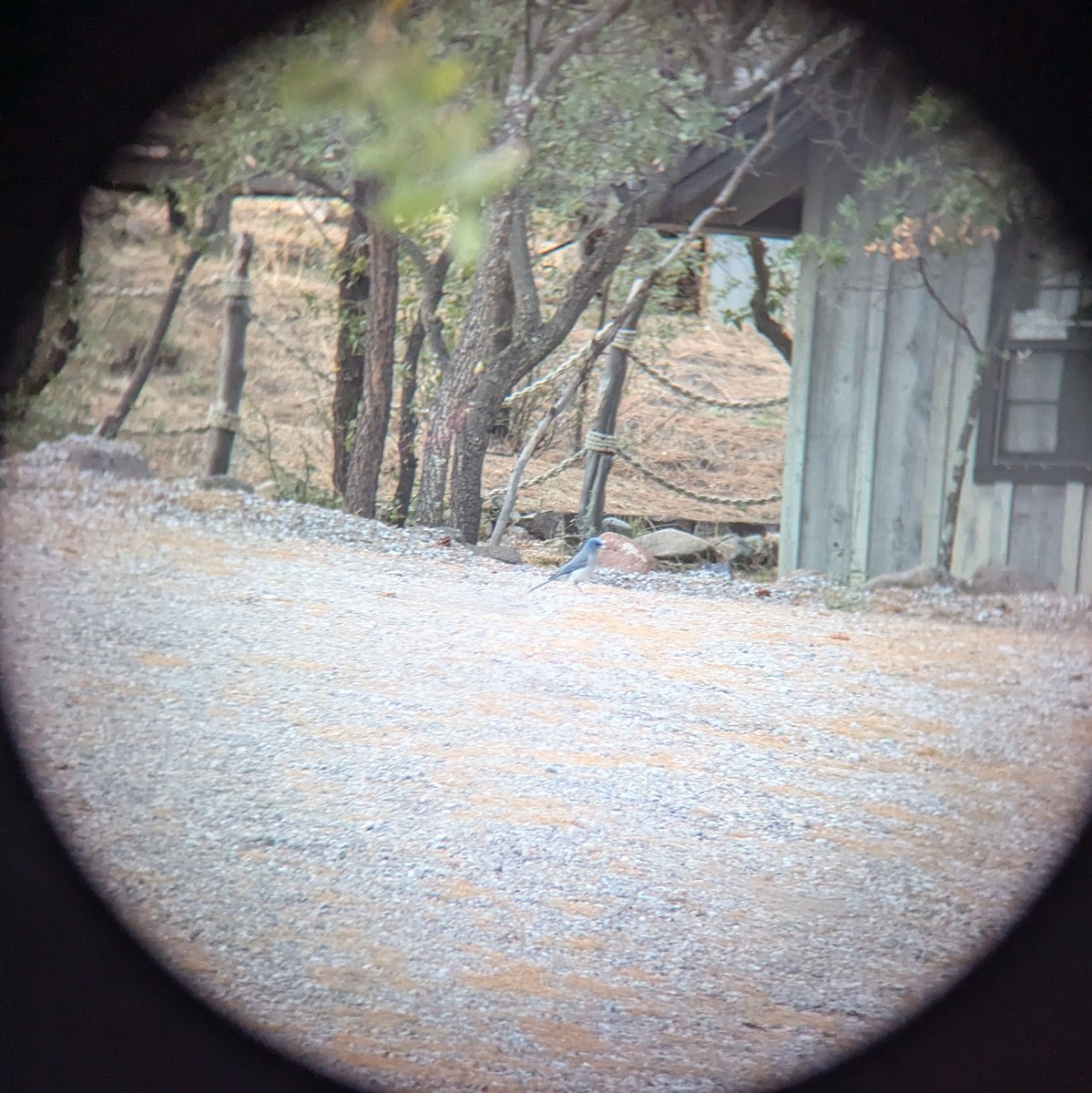 Mexican Jay - ML633849117