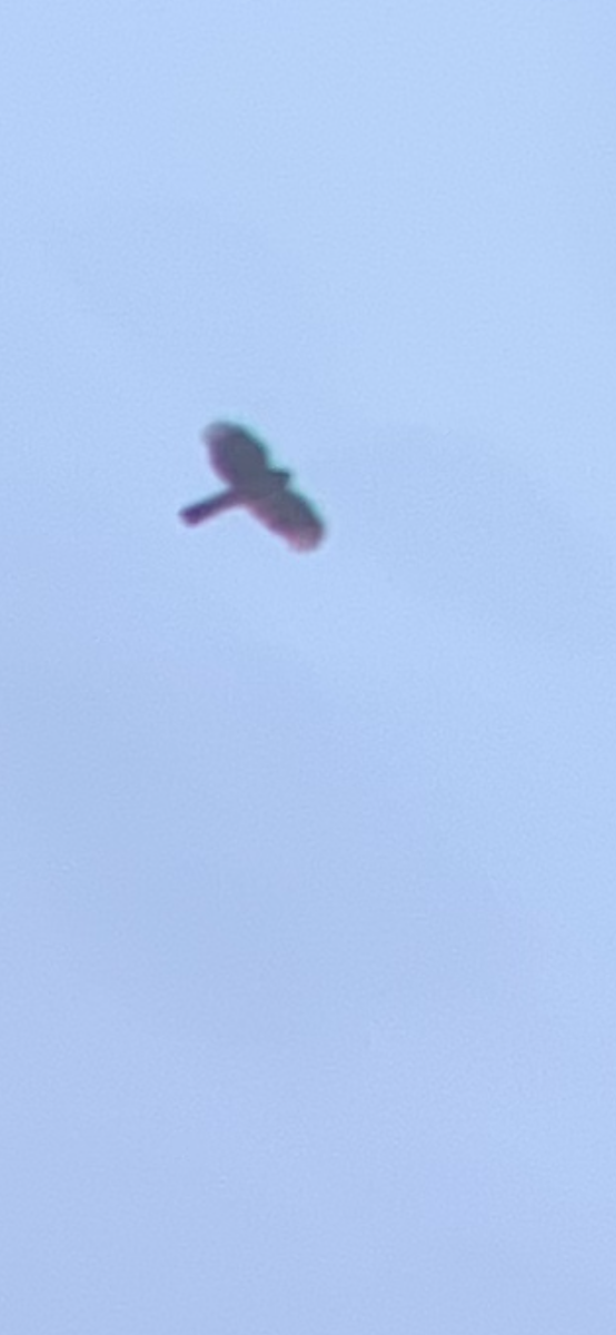 Sharp-shinned Hawk - ML633849268