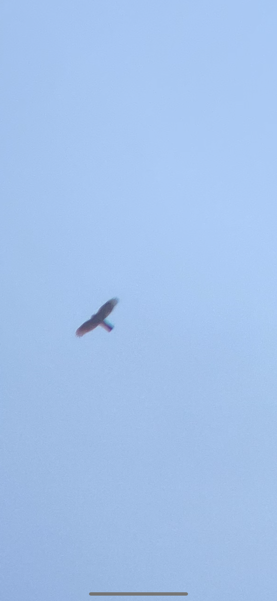 Sharp-shinned Hawk - ML633849270