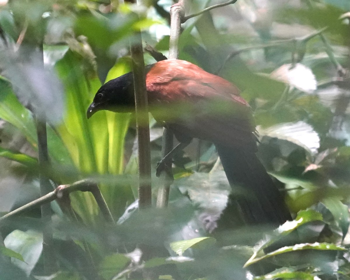 Greater Coucal - ML633849399