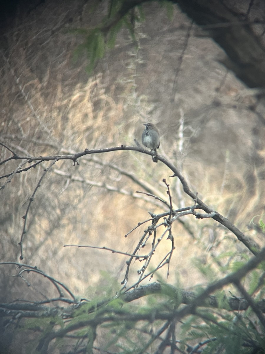 Five-striped Sparrow - ML633849400