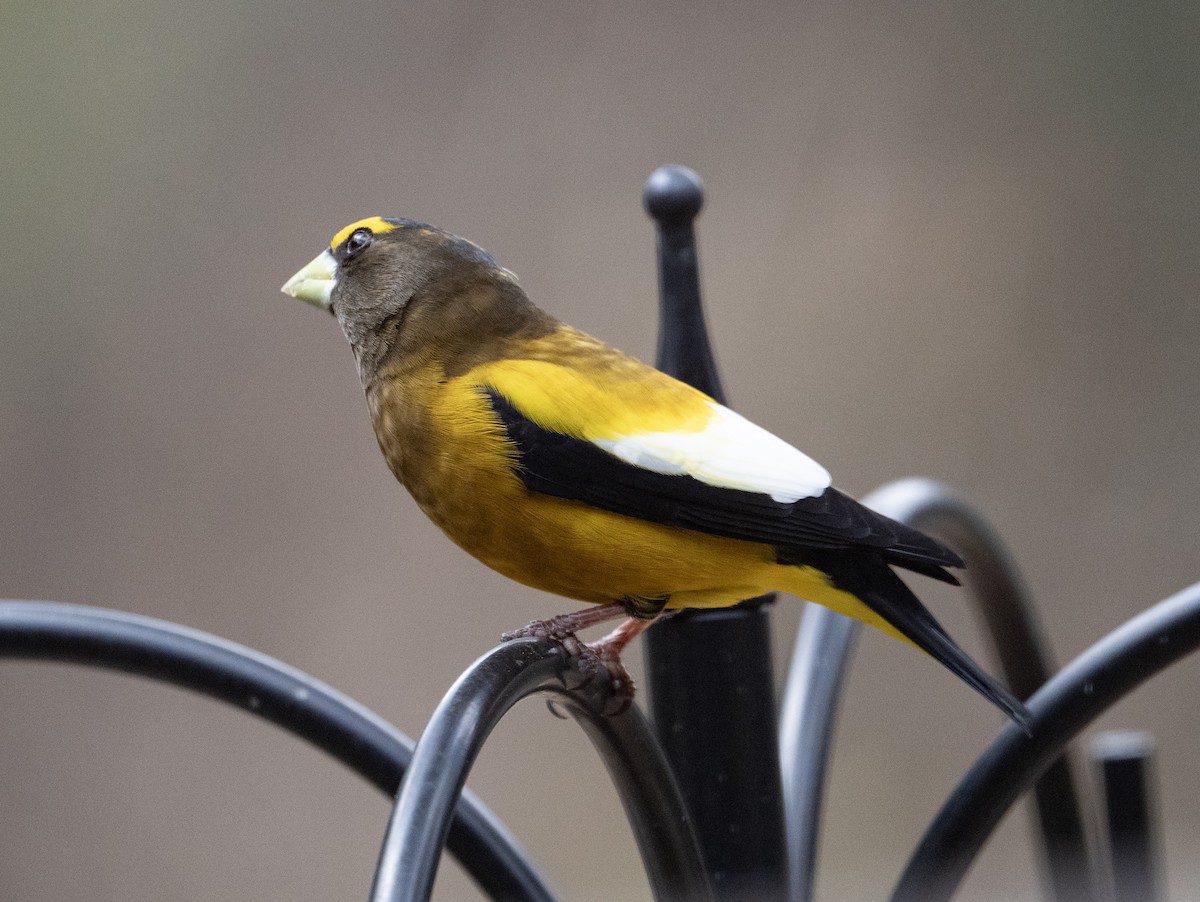 Evening Grosbeak - ML633849424