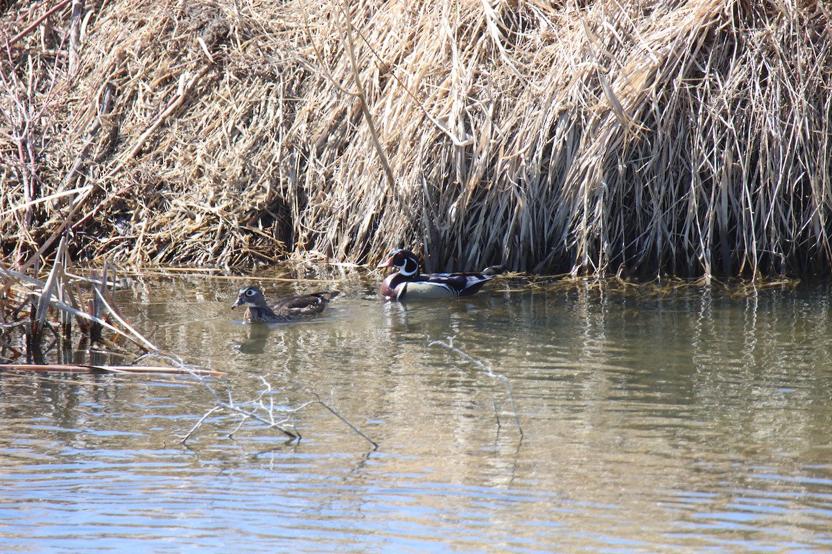 Wood Duck - ML633849515