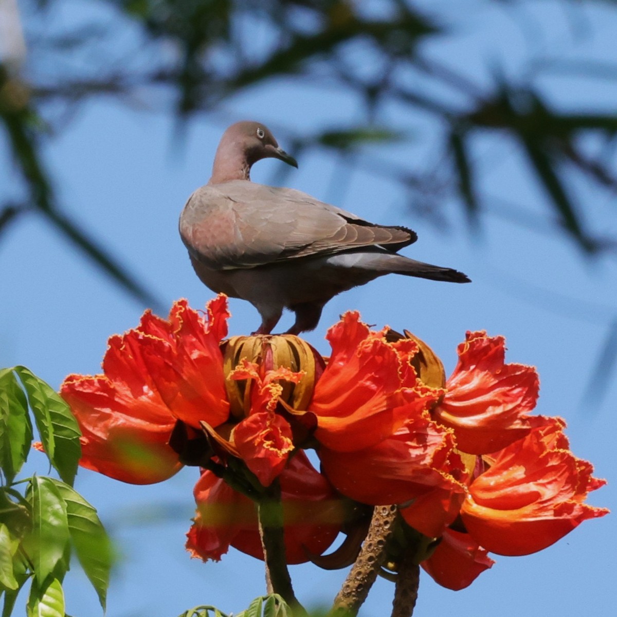 Plain Pigeon - ML633849628