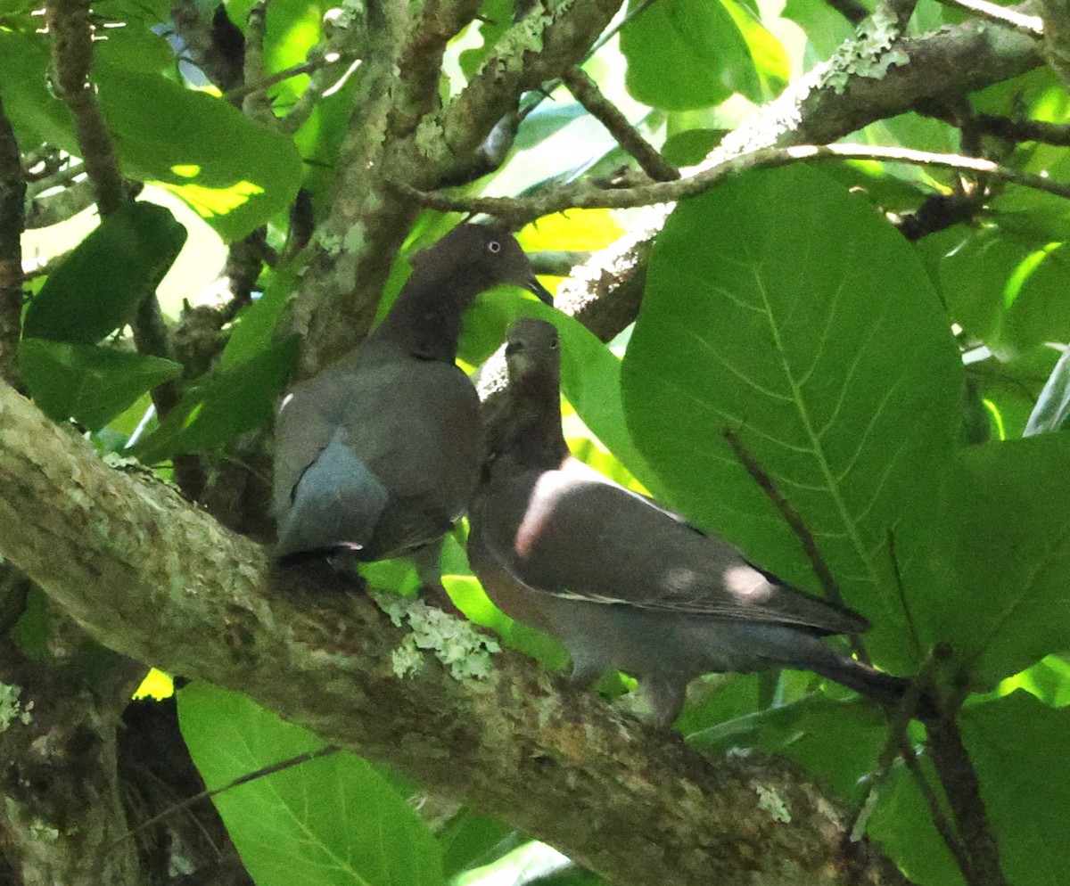 Plain Pigeon - ML633849632