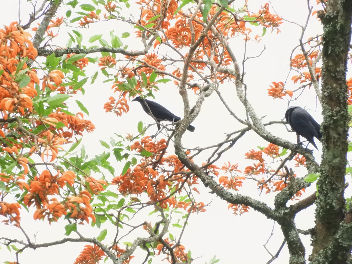 Giant Cowbird - ML633849707