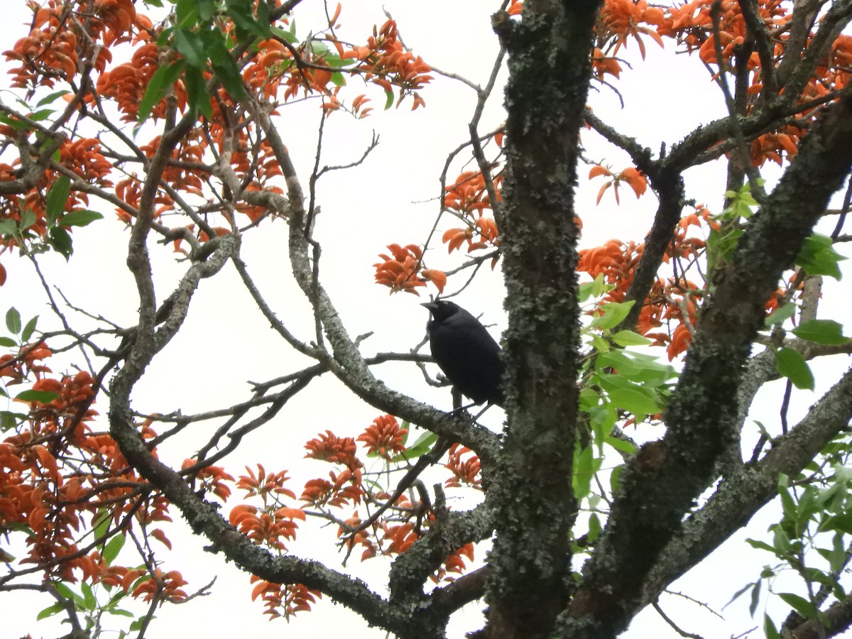 Giant Cowbird - ML633849708